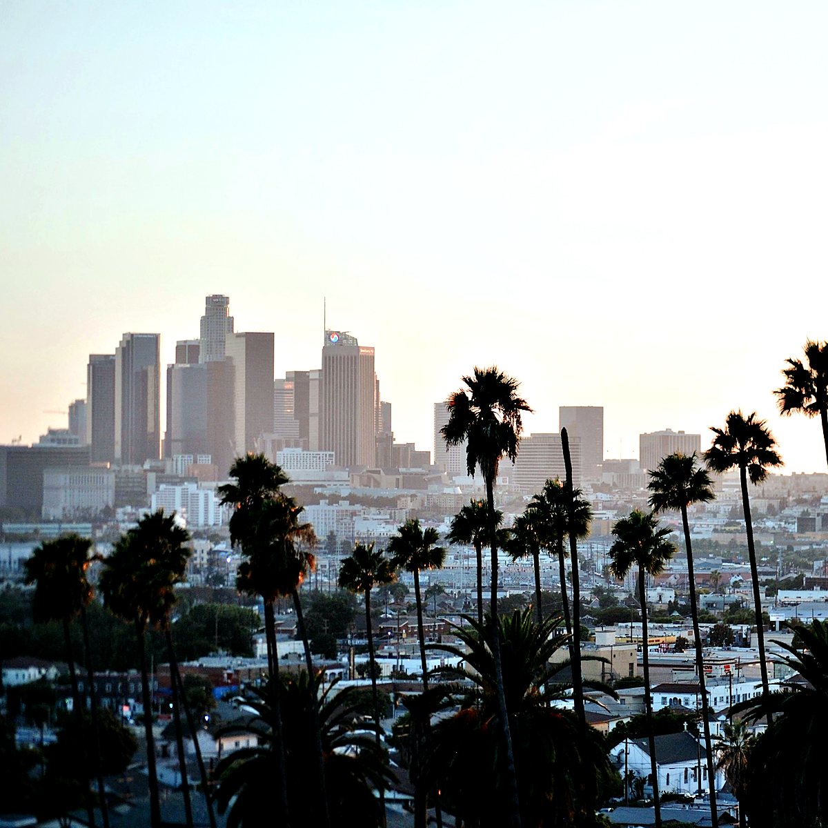Downtown Los Angeles skyline behind rows of palm trees